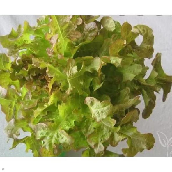 Hạt giống xà lách sồi đỏ Oakleaf - gói 2 gram