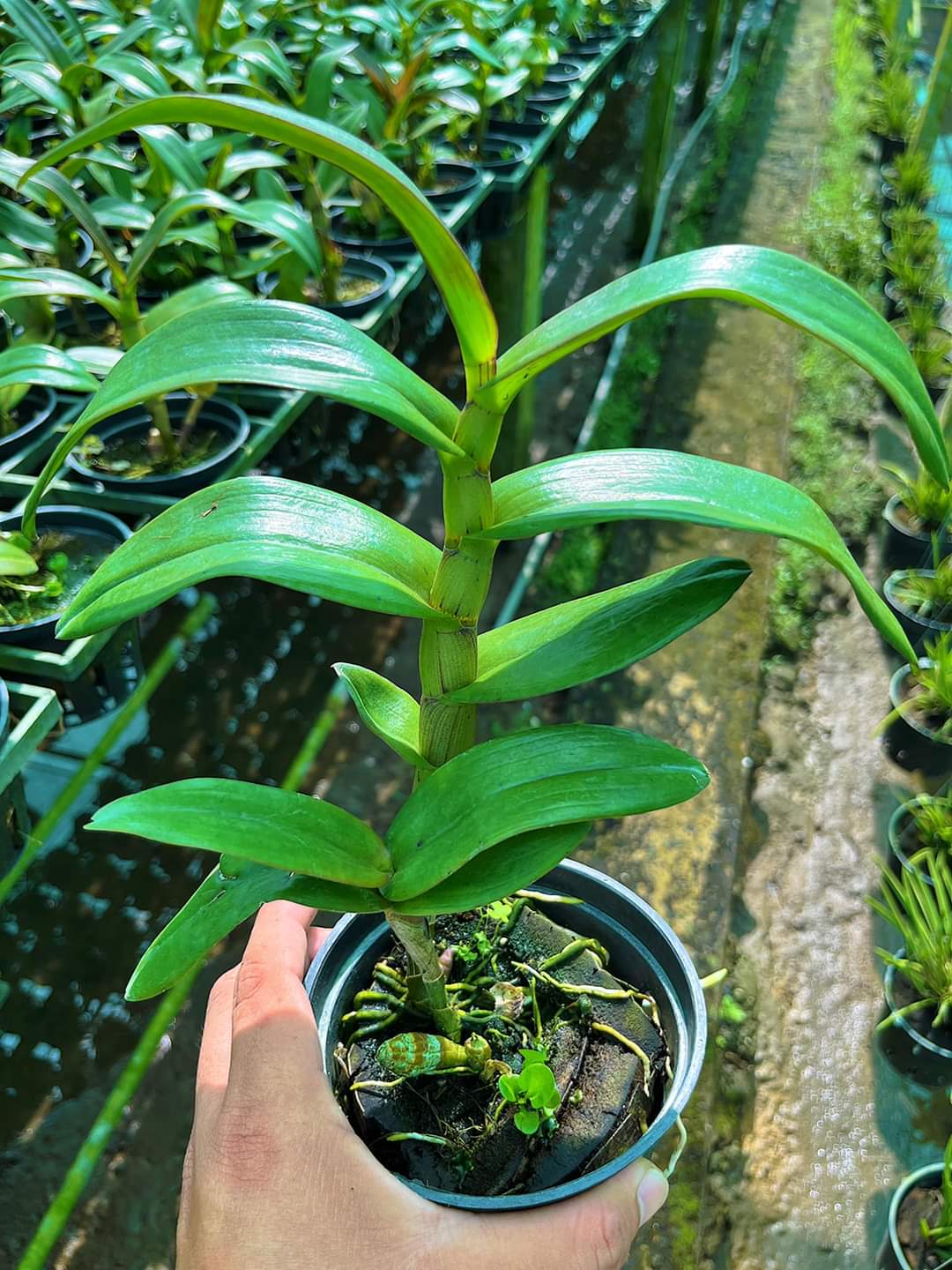 HOA LAN ĐỎ TÍM CHỚP XỔ 5%