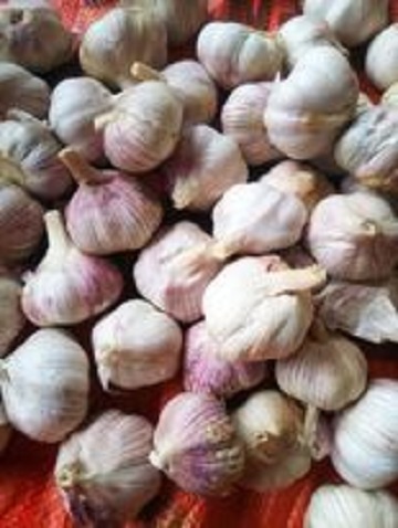 2kg tỏi nhà trồng