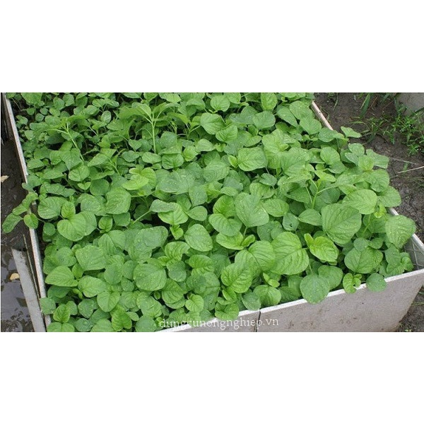 Hạt giống rau dền xanh