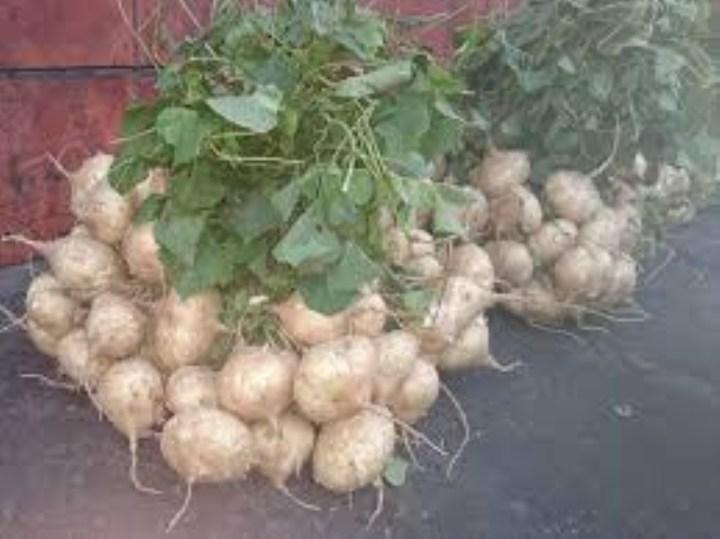 Gói 20 hạt giống củ đậu
