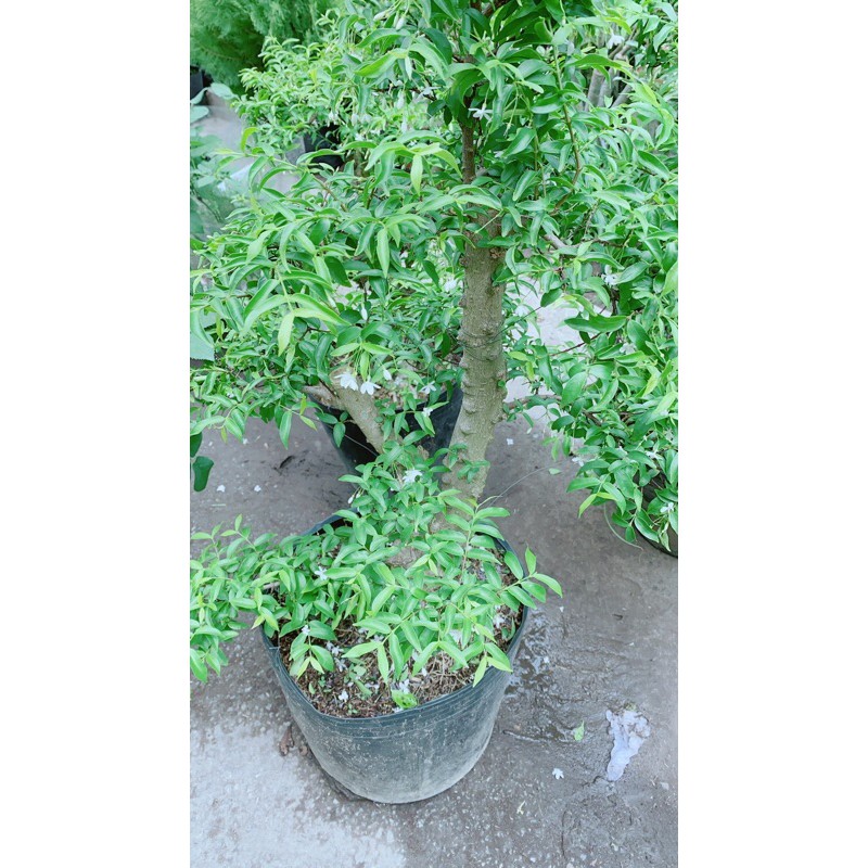[HCM]Mai Chiếu Thuỷ Bonsai Lớn