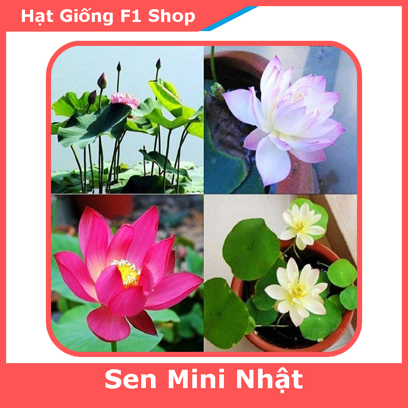 Hạt Giống Sen Mini Nhật Nhiều Màu Mix (10H) (116.F1)