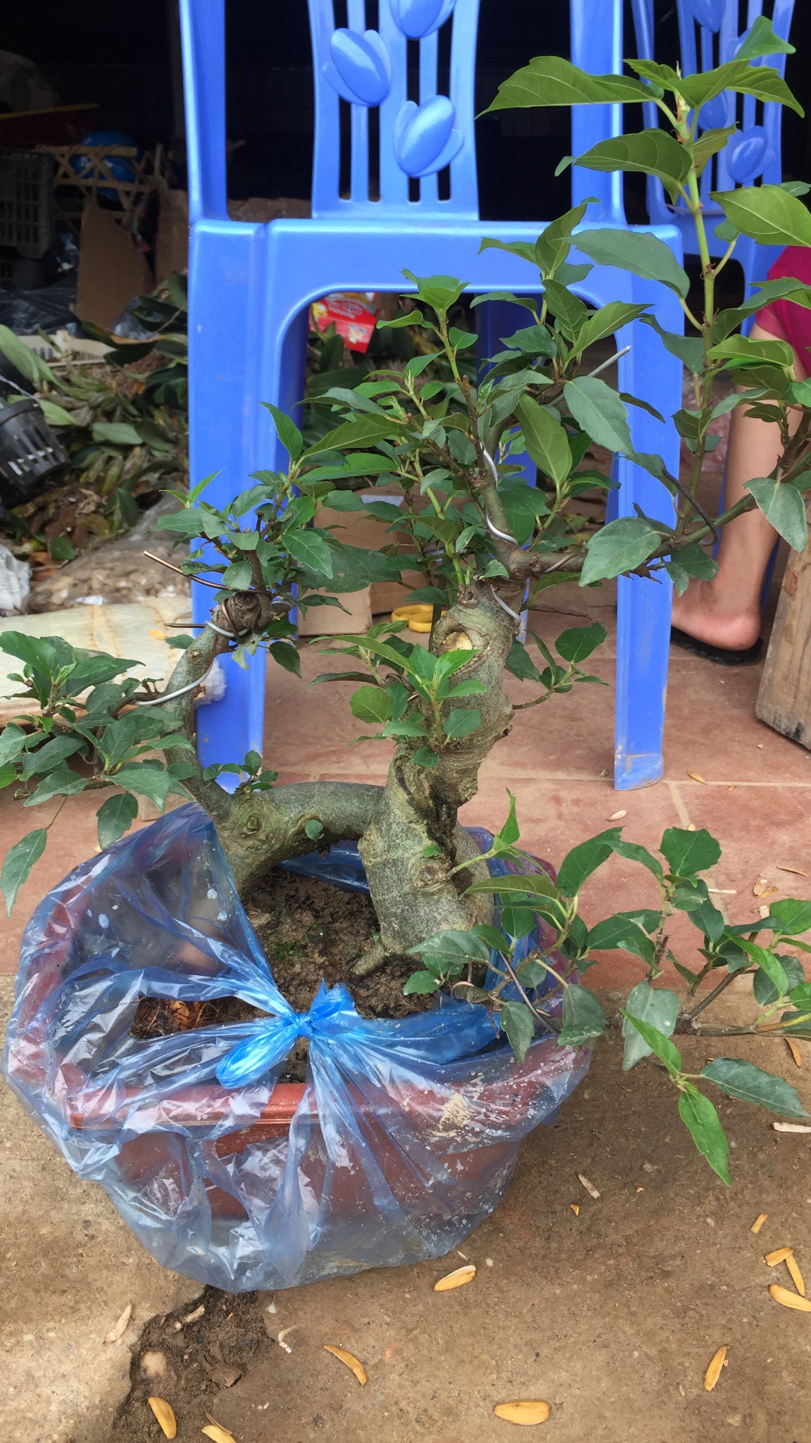 Cây sung bonsai để bàn
