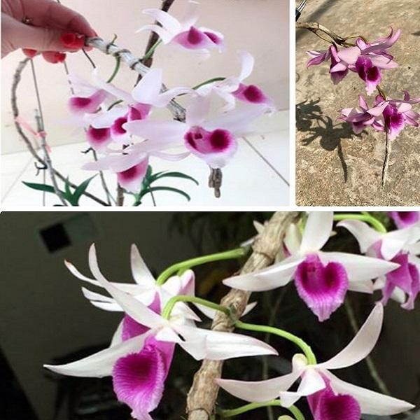 [Mới] - Hạt giống hoa phong lan  giá rẻ