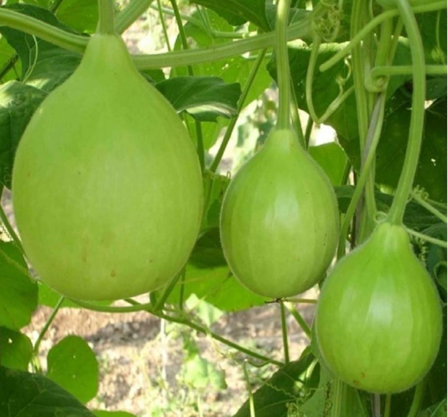 Hạt giống Bầu thiên nga