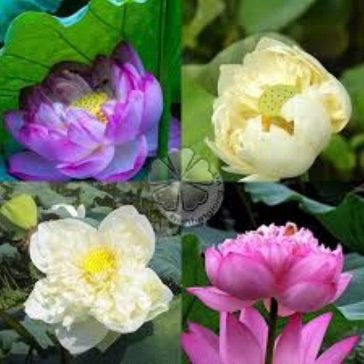 5 hạt giống sen cung đình