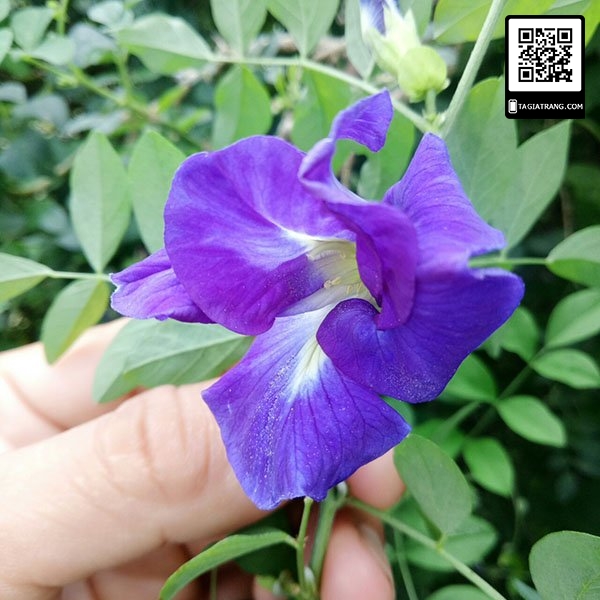 Hạt giống hoa đậu biếc kép