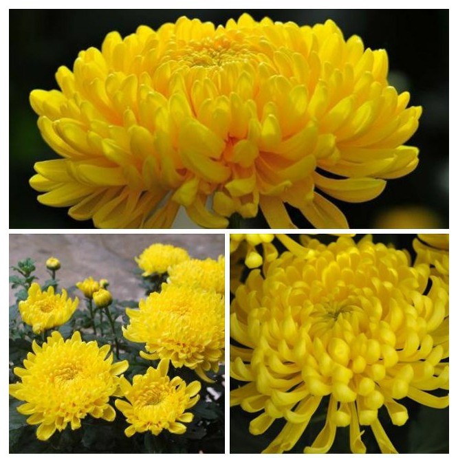 MJ171 HẠT GIỐNG HOA CÚC VÀNG (CÚC ĐẠI ĐÓA) 50 HẠT