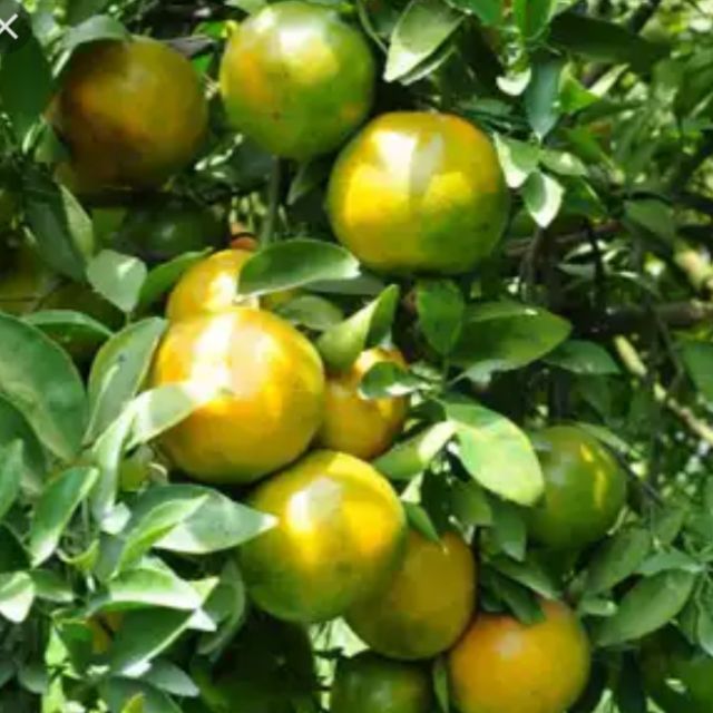 Cây Quýt đường ( quýt ngọt)