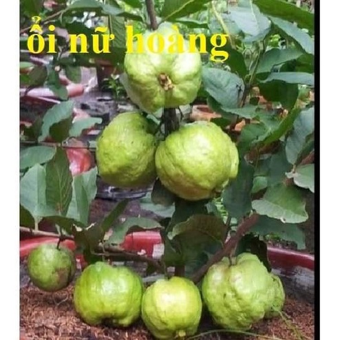 Cây Giống Ổi Lùn nữ Hoàng thái lan ( có thể trồng chậu cây khỏe )