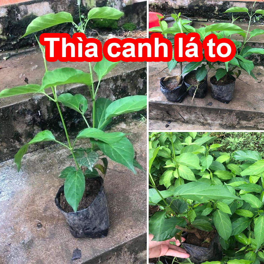 [Medicinal Plant] Combo 3 Soup Spoon Plants with Large Leaves