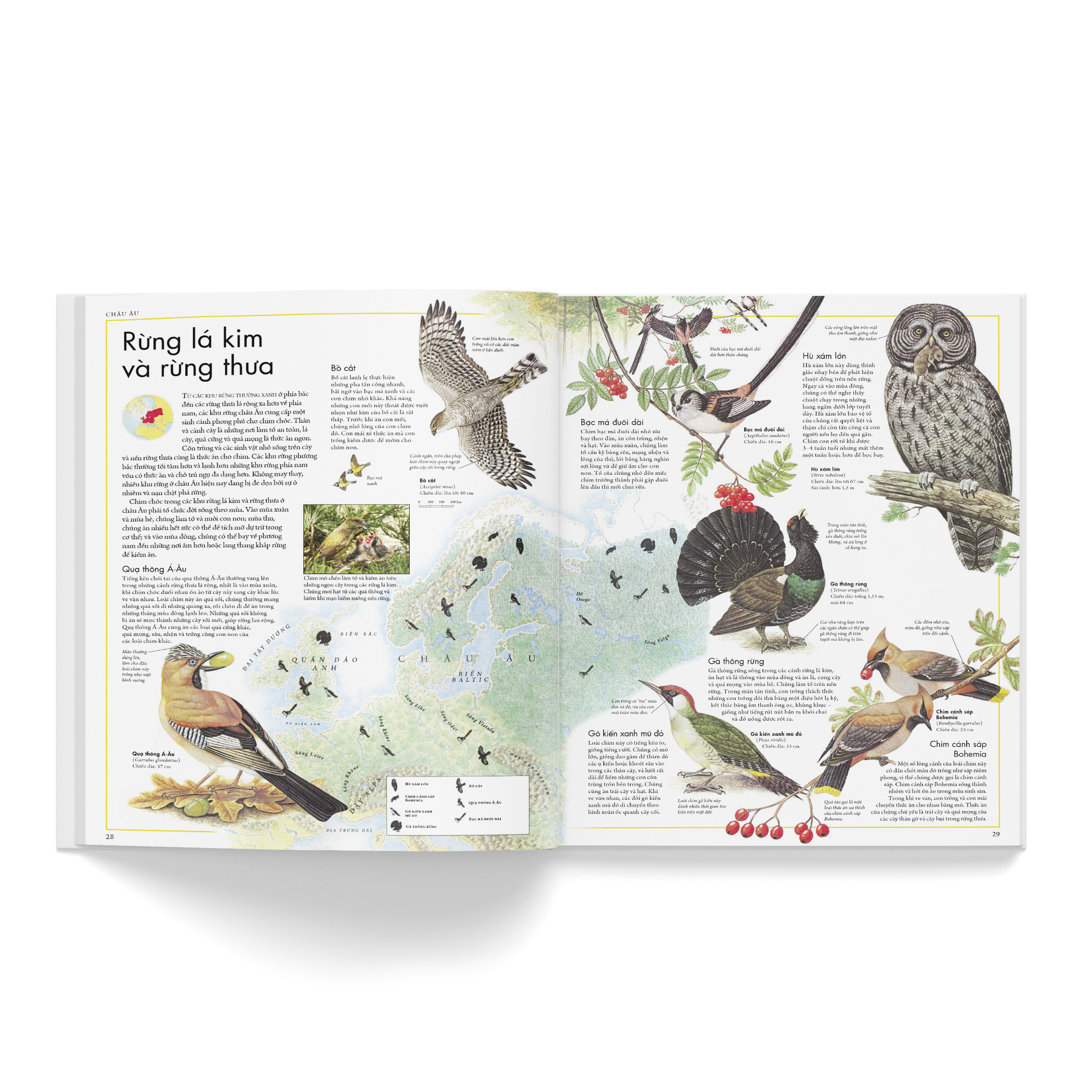Cá Chép - Atlas các loài chim
