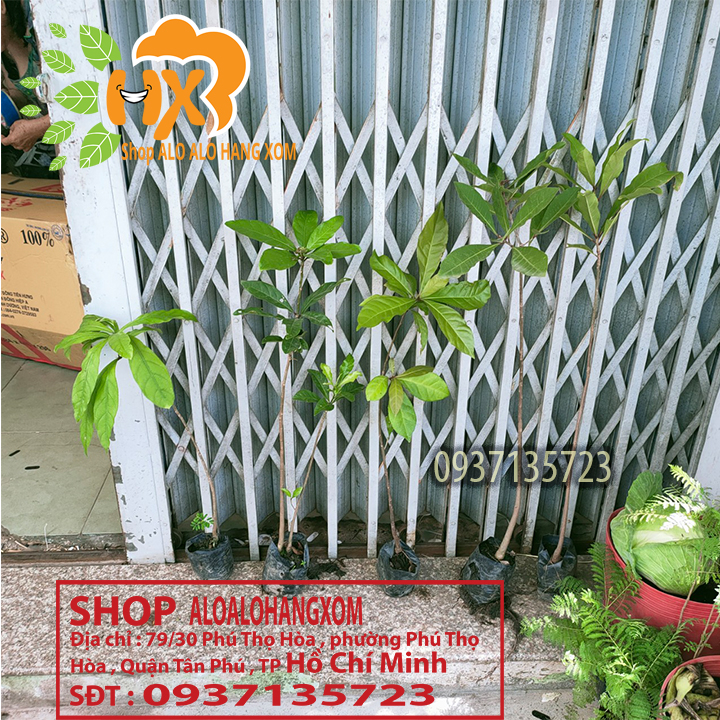 combo 5 cây lộc vừng màu đỏ --cây giống