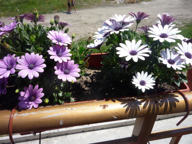 Chậu cây hoa cúc Châu Phi - giao màu ngẫu nhiên không lựa màu