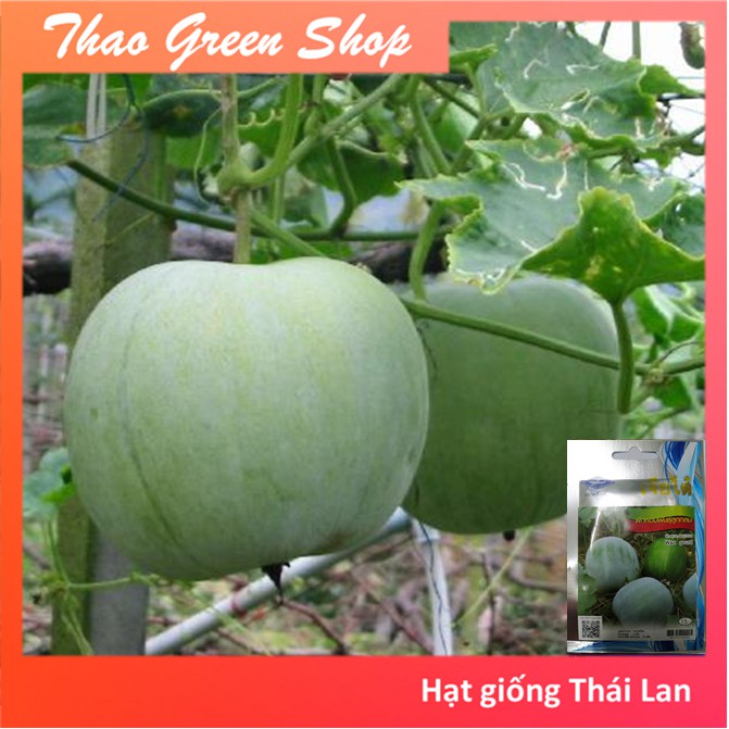 BÍ ĐAO HƯƠNG TRÒN THÁI LAN - 35 HẠT
