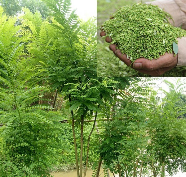 Cây giống cây hoa hòe ,cam kết giống chuẩn f1