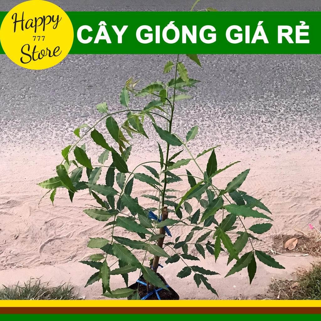 Cây Sầu Đâu Giống