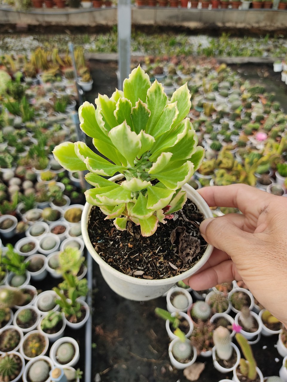 Xương rồng KỲ LÂN ĐỎ (size chậu 10 cm)
