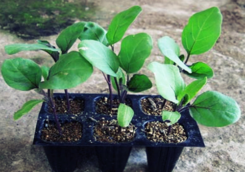 Hạt giống cà bát xanh cao sản ( cà da ếch) 100 hạt/ gói