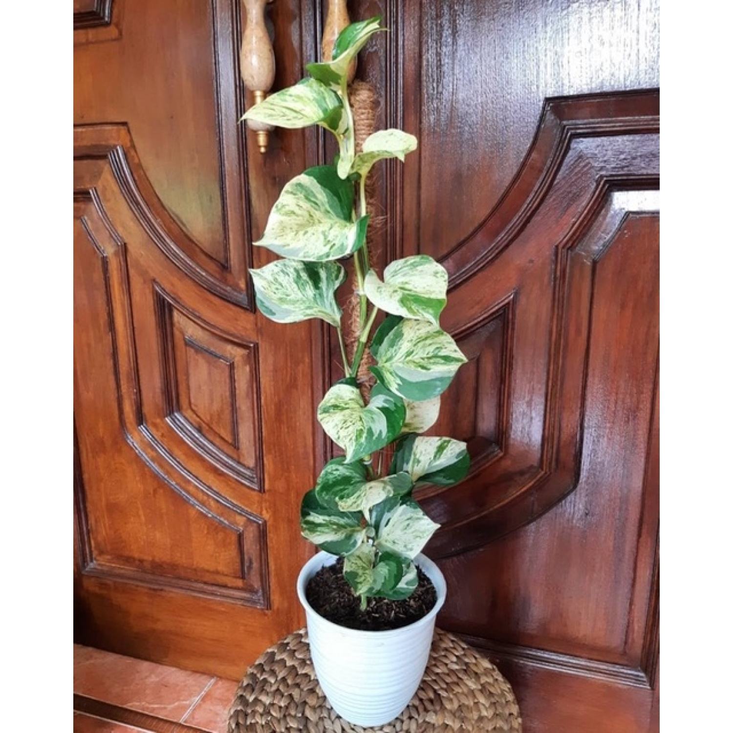 Chậu trầu bà Epipremnum aureum Manjula/ Majula photos