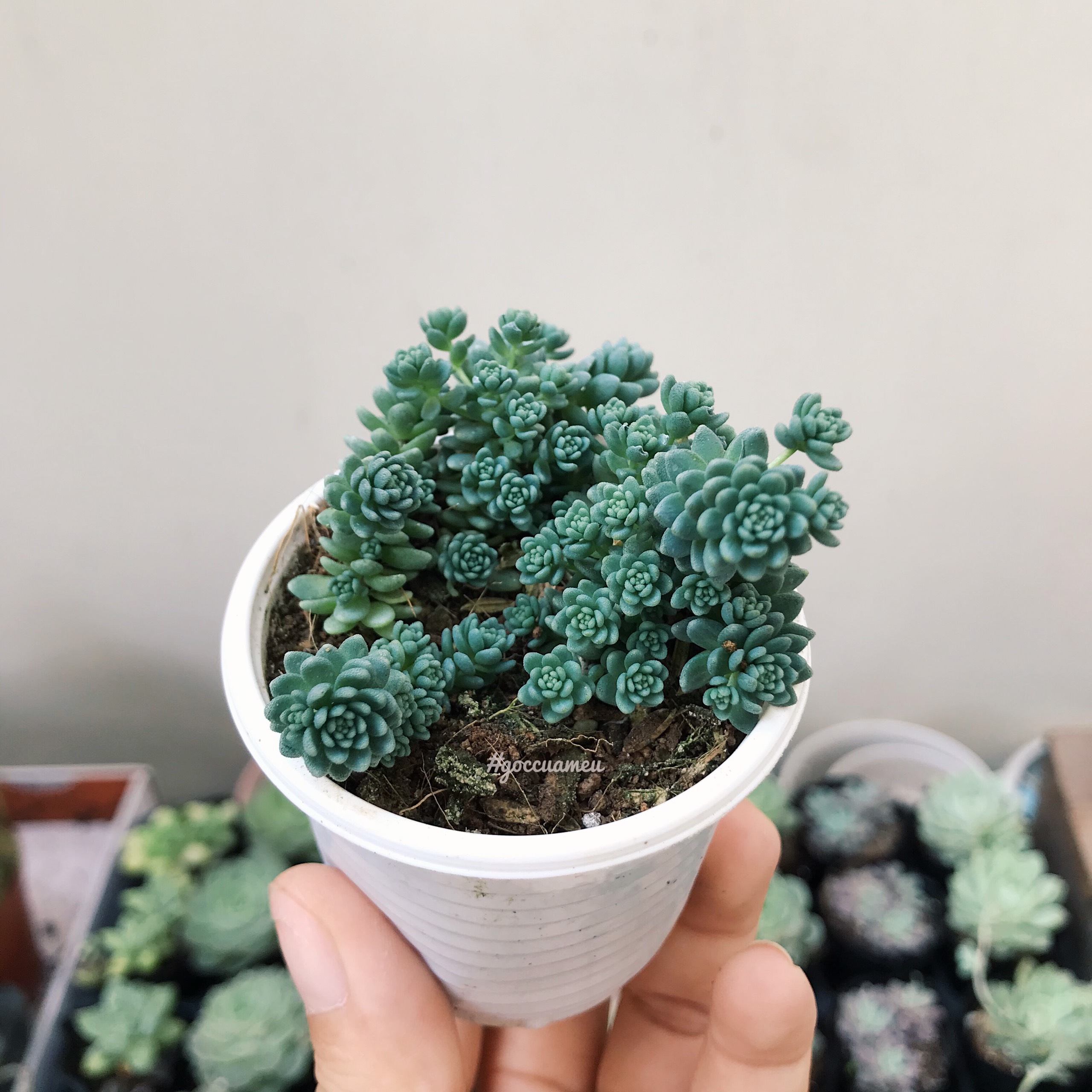 Sen đá sedum hoa hồng - nhỏ