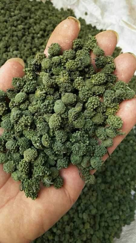 Nụ Hoa tam thất | Nụ bao tử  LOẠI 1 ( gói 1kg)