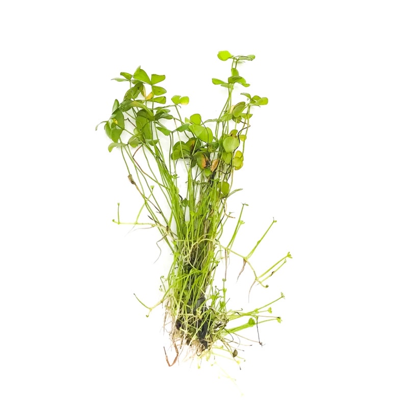 Marsilea Quadrifoliata - Cỏ Bợ/4 lá - Cây Thuỷ Sinh