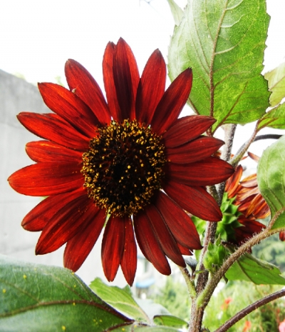 Hạt Giống Hoa Hướng Dương Đỏ (10 Hạt)