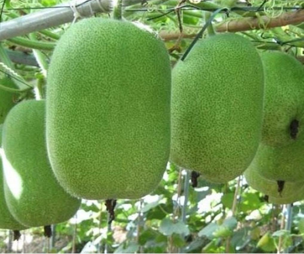 Hạt Giống Bí Xanh Đài Loan