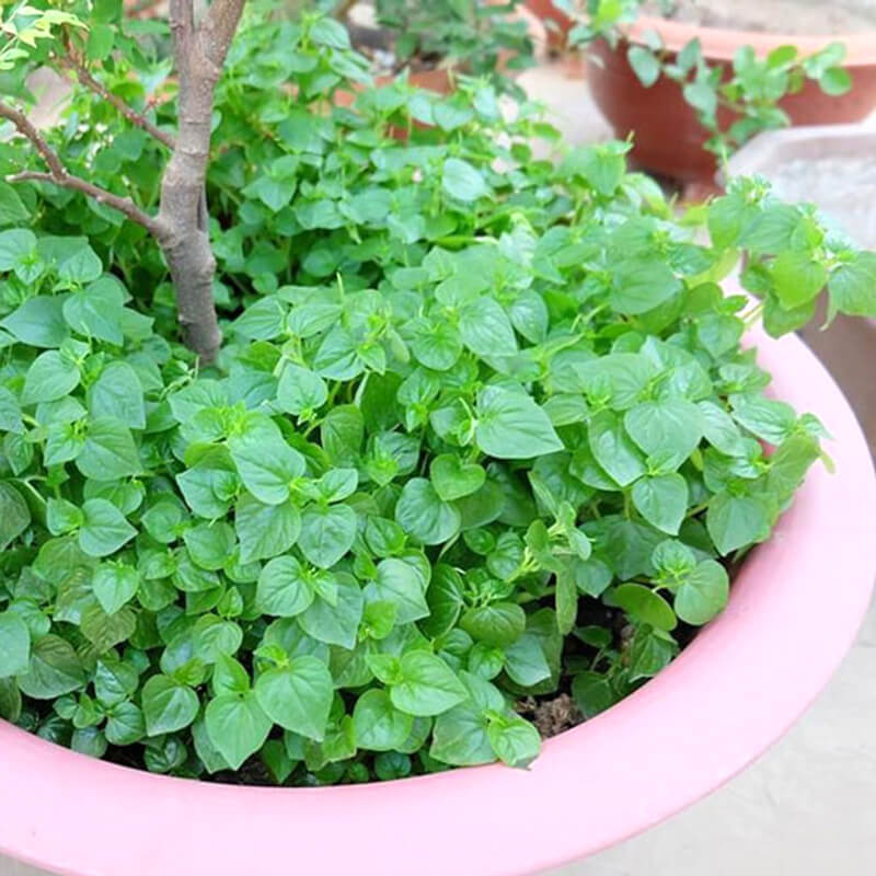 Hạt giống rau càng cua cao sản