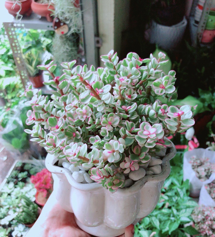 [HCM]Chậu Cây Cành Vàng Lá Ngọc
