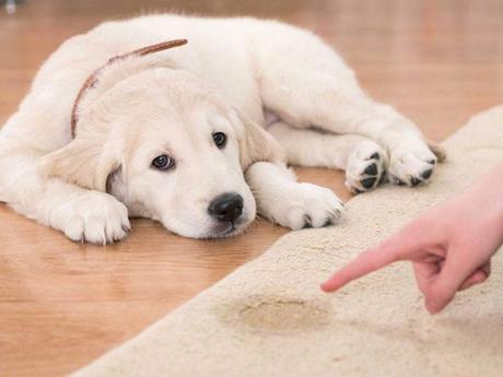 Chai xịt giúp thú cưng đi vệ sinh đúng chỗ Bobo
