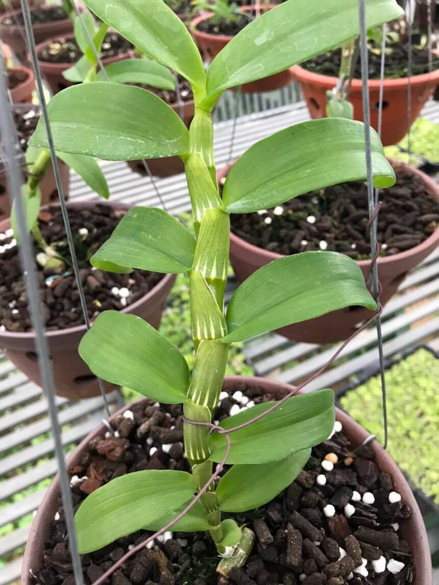 Hoa lan - trầm rừng myamar(cao 20cm, bộ rễ khỏe)