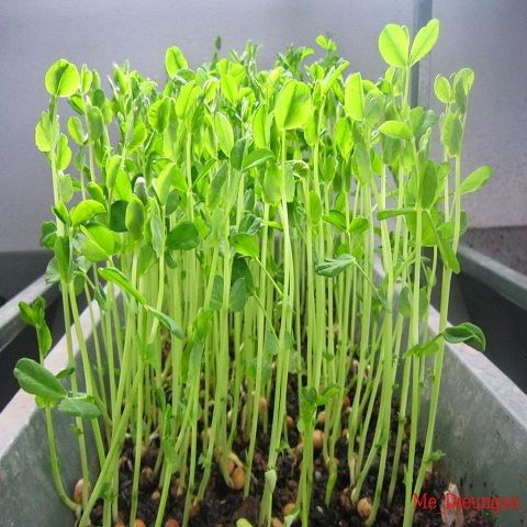 Hạt Giống Rau Mầm Đậu Hà Lan