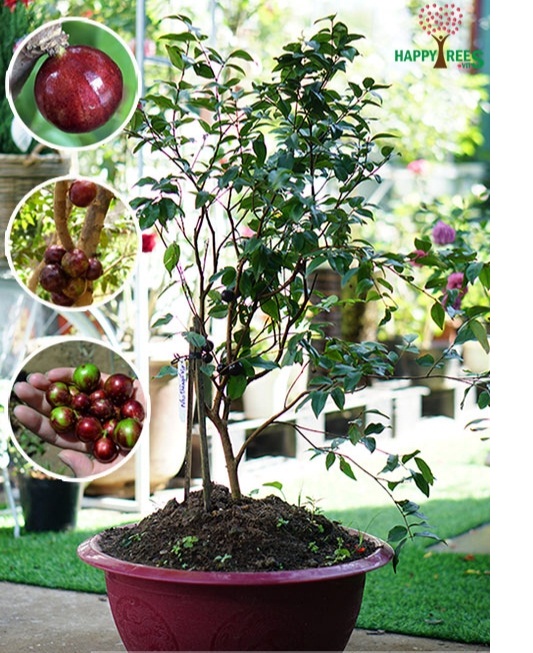 (FREESHIP Từ 50k) Cây giống nho thân gỗ tứ quý