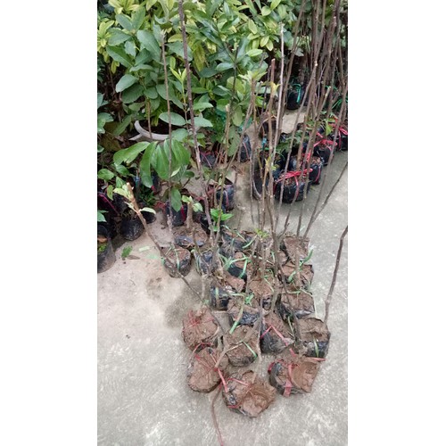 cây táo đỏ