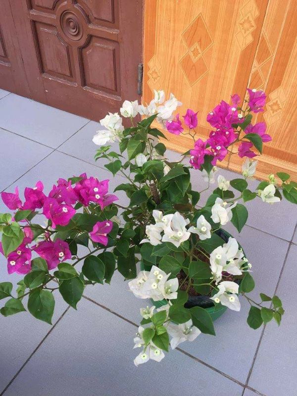 Combo 2 cây Hoa Giấy