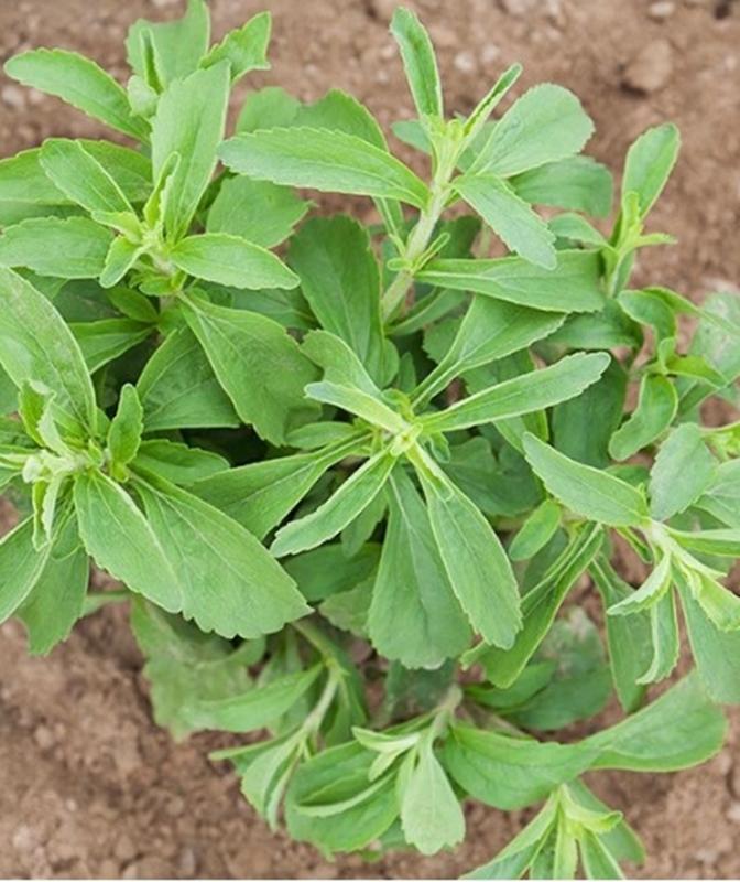 Hạt giống Cỏ ngọt Stevia