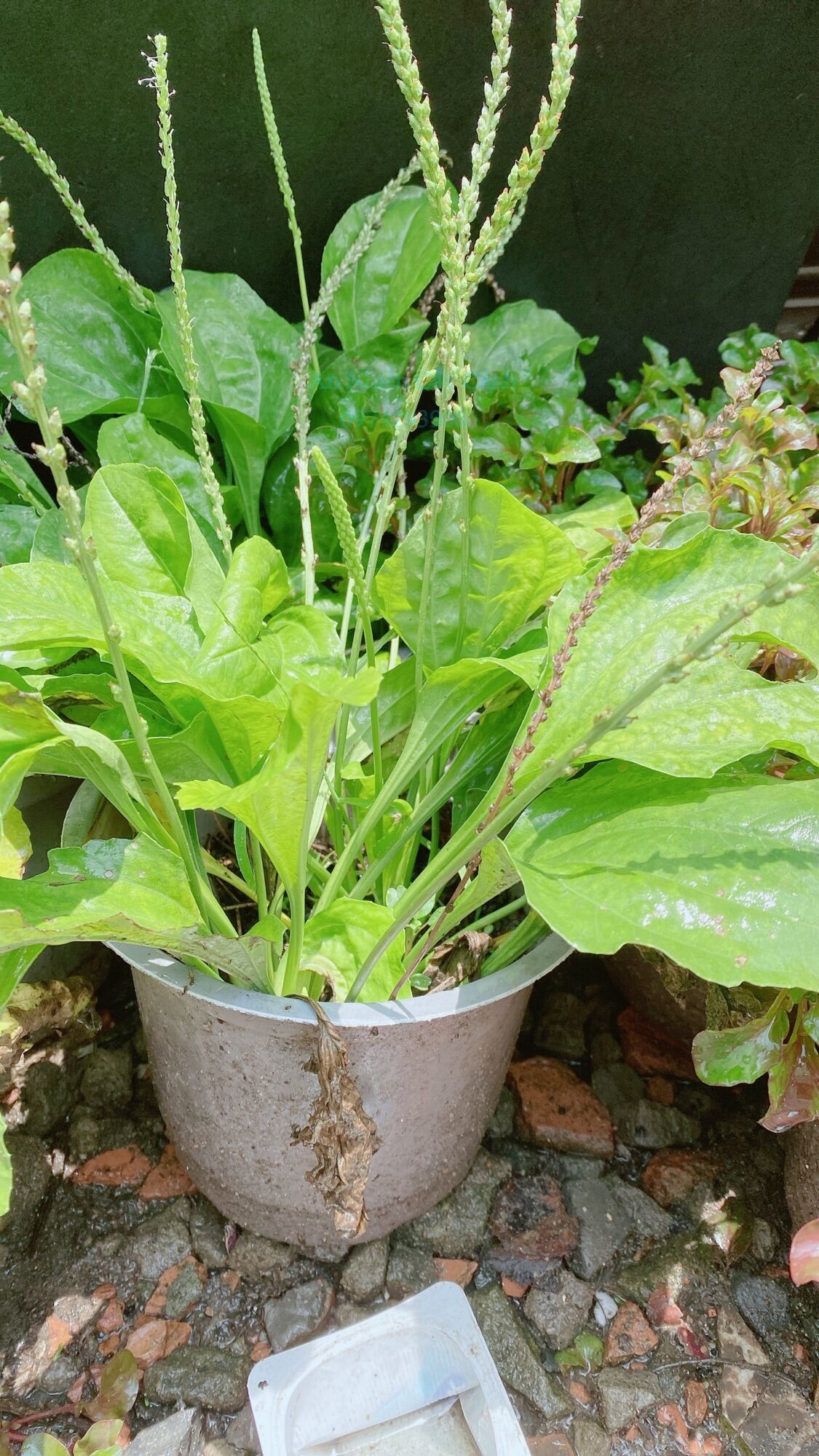 Cây Rau Mã Đề