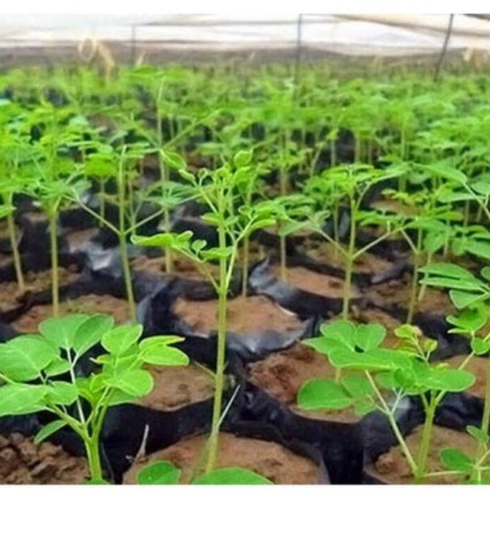 50 Hạt giống cây chùm ngây