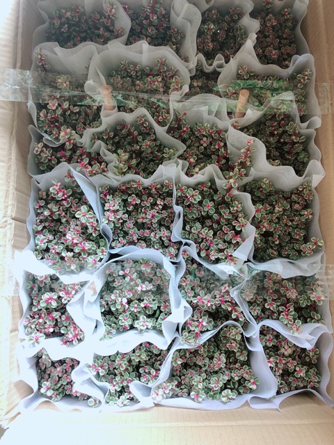 Cây ĐôLa Hồng
