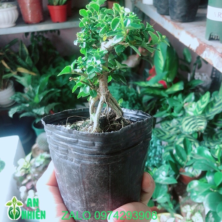 [HCM]Sam Hương Bonsai