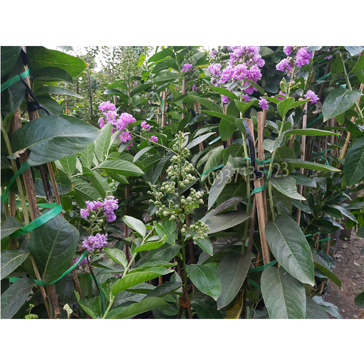 [HCM]cây bằng lăng tím cao từ 40-60 cm