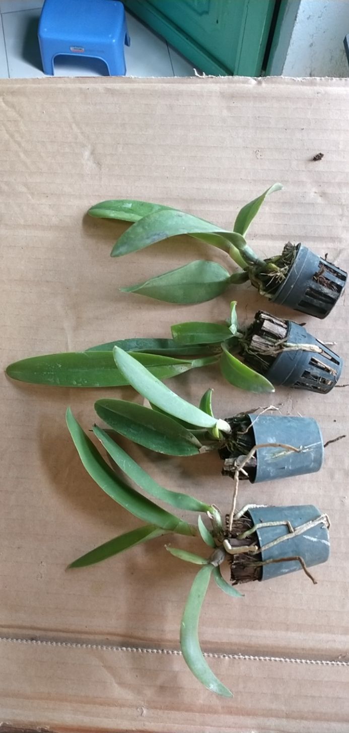 LAN CATTLEYA CÂY GIỐNG NHIỀU MÀU