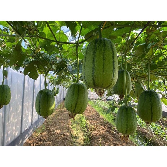Hạt_Giống_Mướp_Táo 10 hạt ( tặng kèm kích mầm và phân bón )