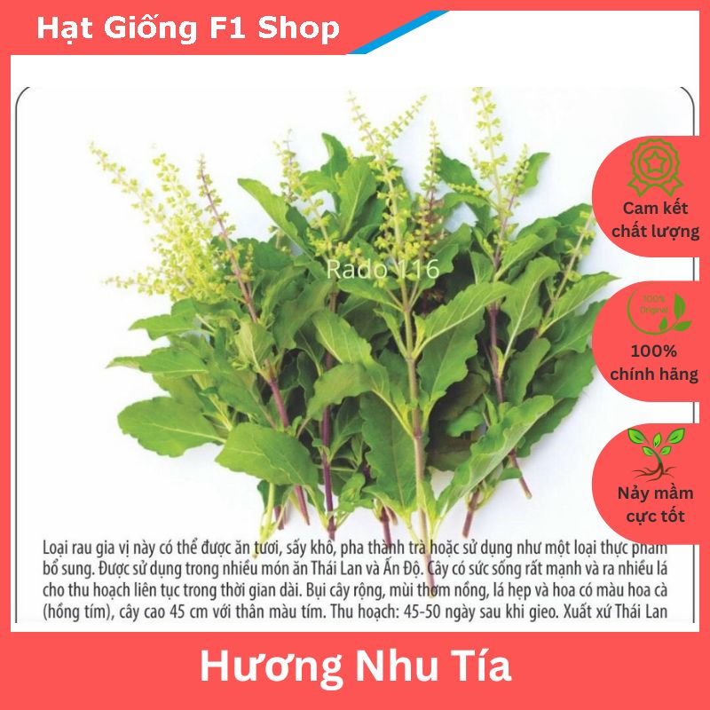 Hạt Giống Hương Nhu Tía Thái Lan Dễ Trồng