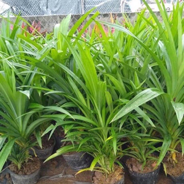Cây lá nếp ( lá dứa thơm) giá rẻ chuẩn giống cây đẹp