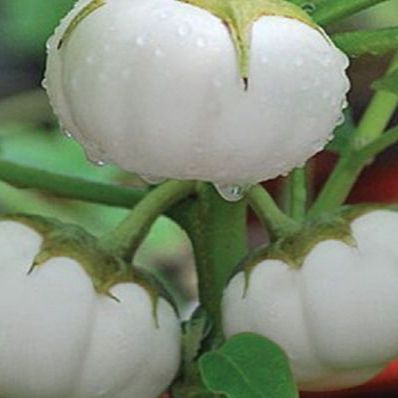 0.5 GRAM HẠT GIỐNG CÀ DĨA TRẮNG