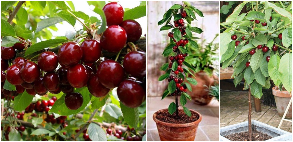 Hạt giống quả Cherry F1